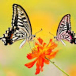 Meet your Posher, Roseann